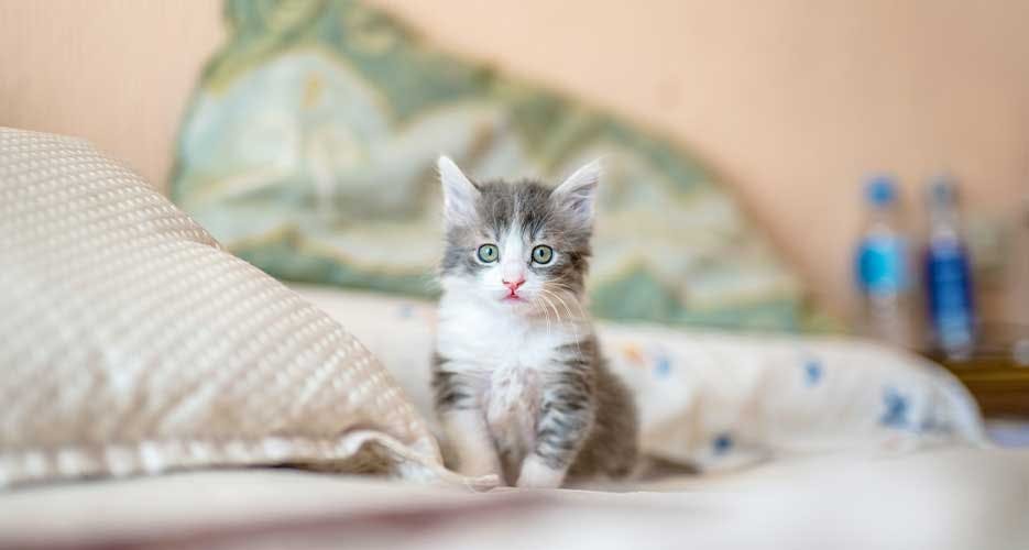 cat-kitten-gray-white-indoors-bedroom-mobile