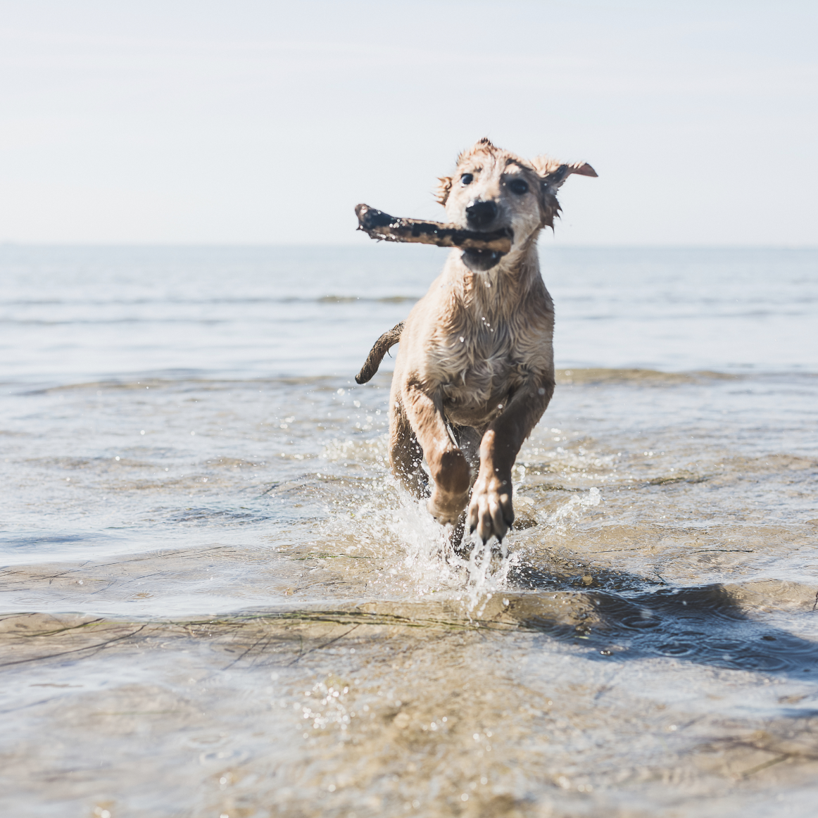 dog-fetch-beach-mobile