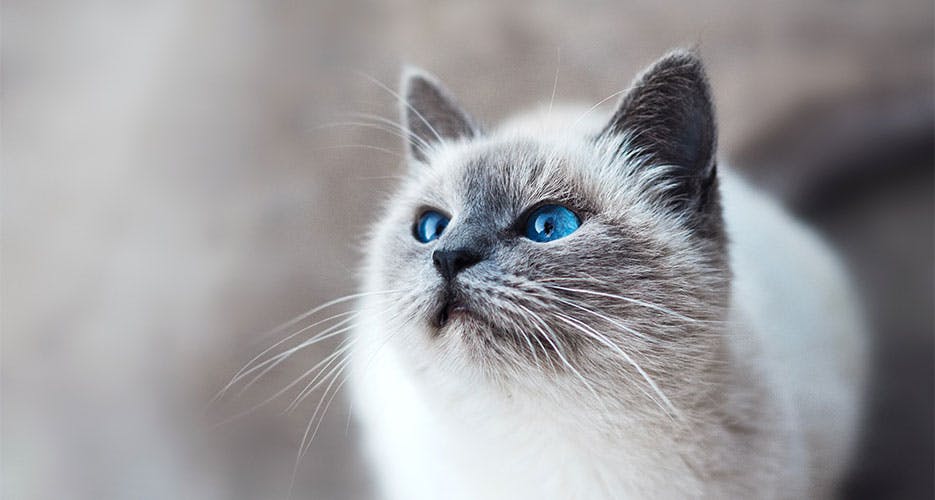 grey-cat-with-blue-eyes